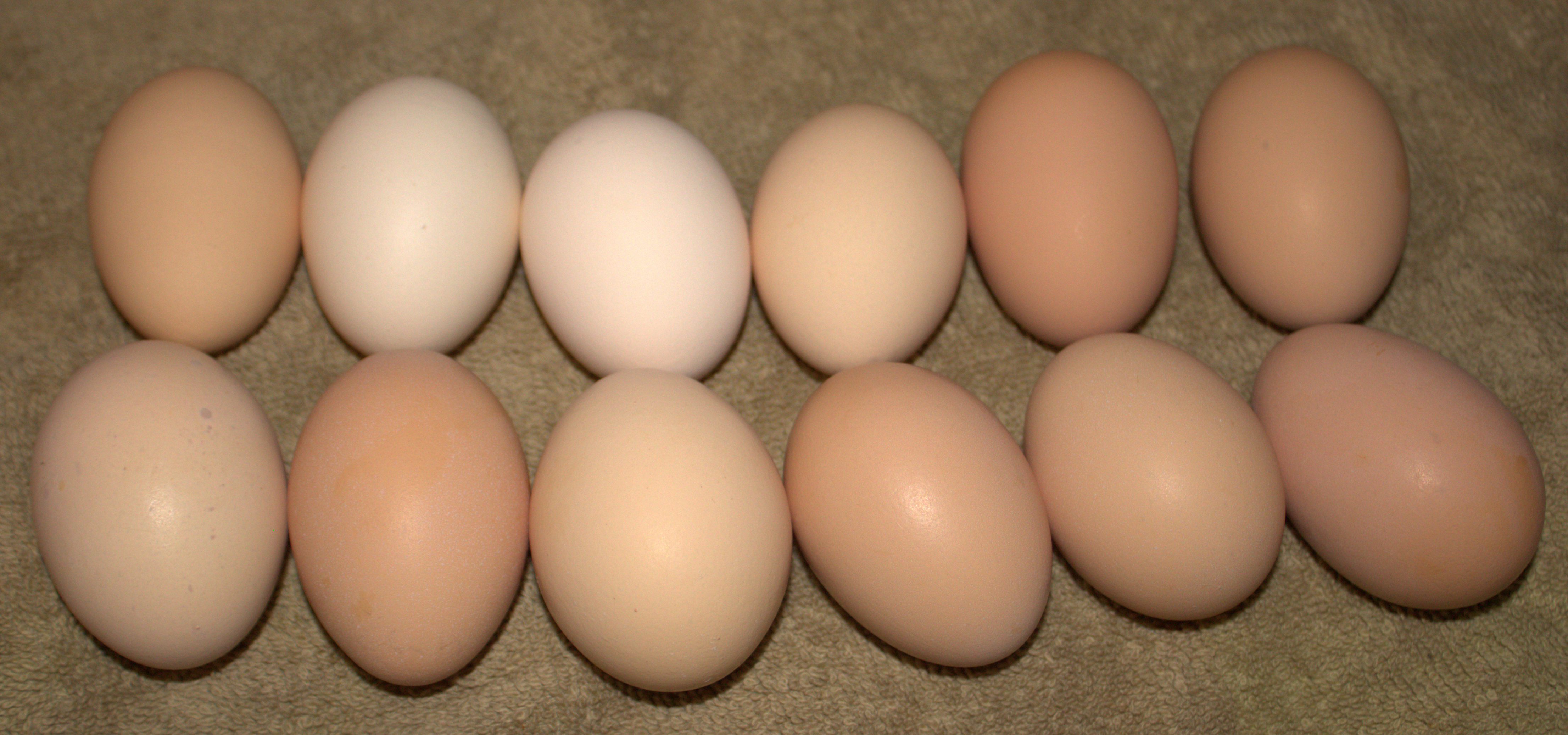 Large Eggs